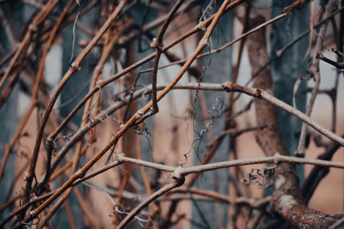 A dead hedge using old grape vines