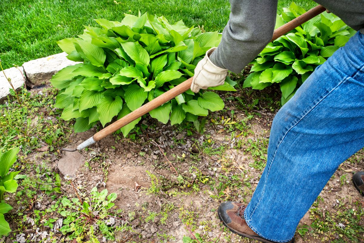 A gardener uses a long handled hoe to reach garden weeds