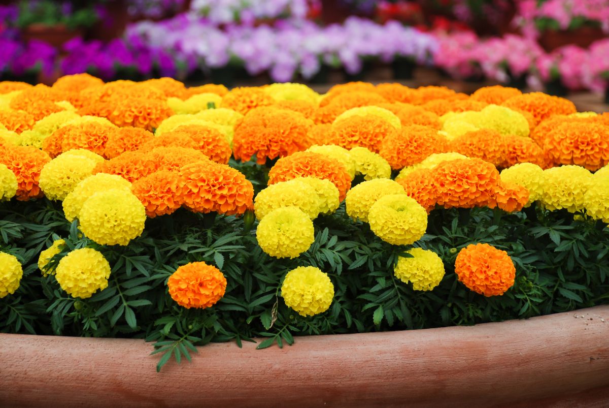 A container of orange and yellow fall marigolds
