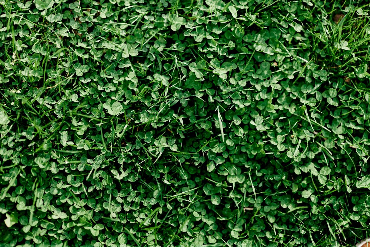 Smaller micro white clover