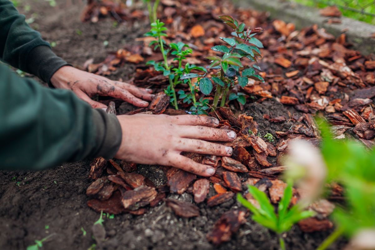 A gardener moves perennials in a fall garden bed