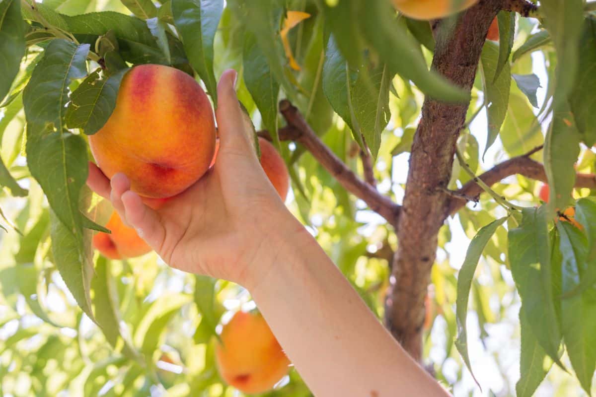 A person reaching up to pick a peach