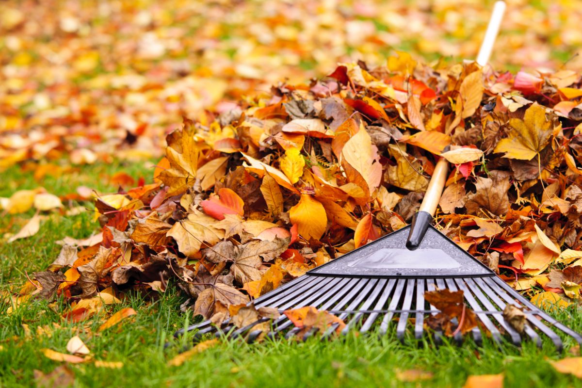 Leaves are raked to use as a natural garden mulch
