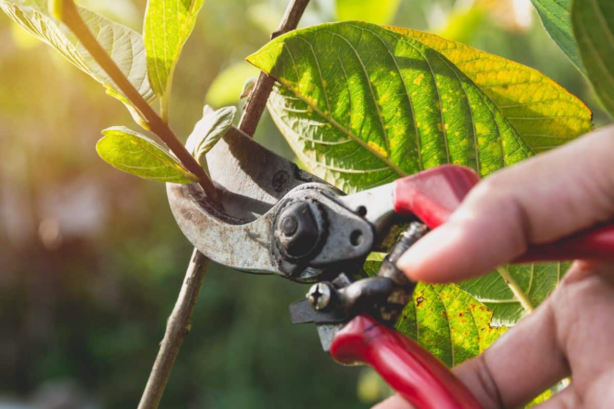 A gardener using hand pruners to cut away woody stems