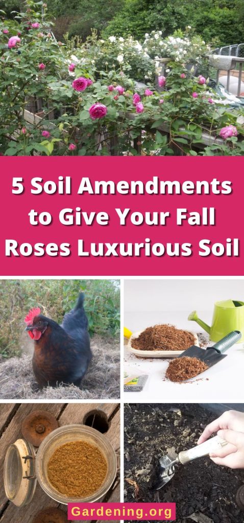 5 Soil Amendments to Give Your Fall Roses Luxurious Soil pinterest image.