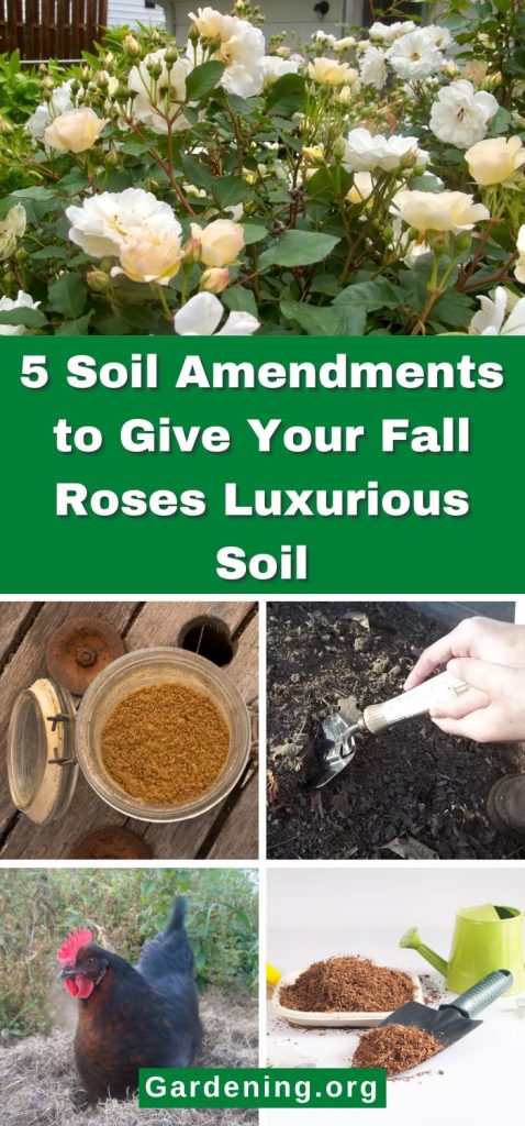 5 Soil Amendments to Give Your Fall Roses Luxurious Soil pinterest image.