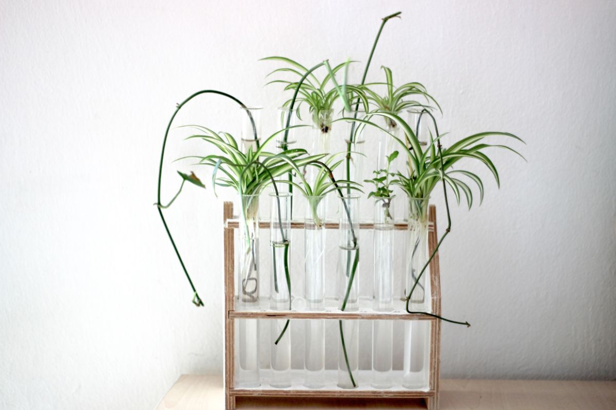 Spider plants propagating in water