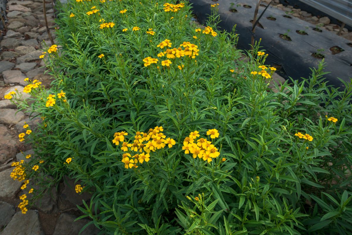 Tarragon with small yellow flowers