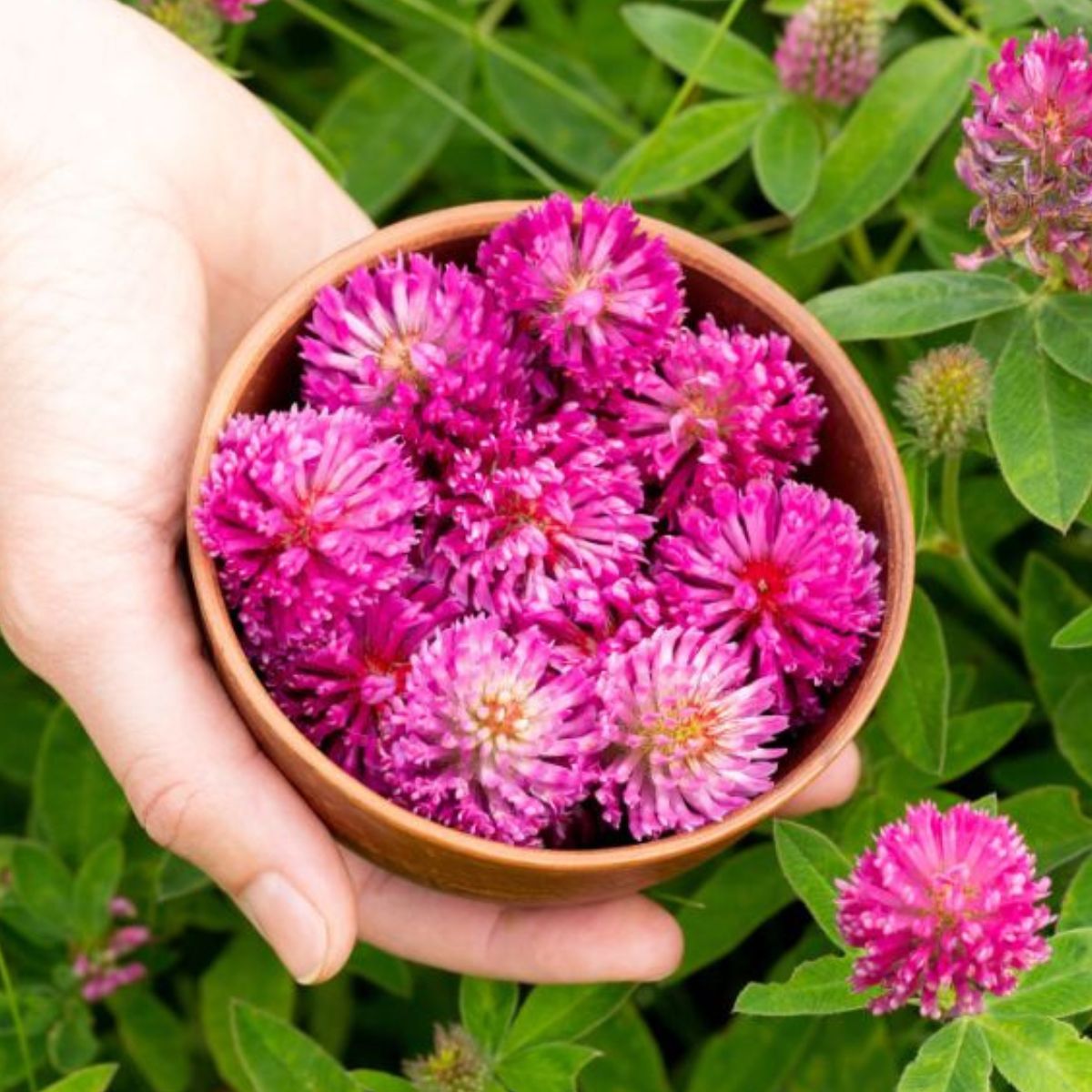 Human hands picking red clover flowers in a small clay bowl