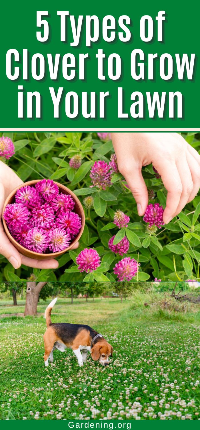 5 Types of Clover to Grow in Your Lawn - Gardening