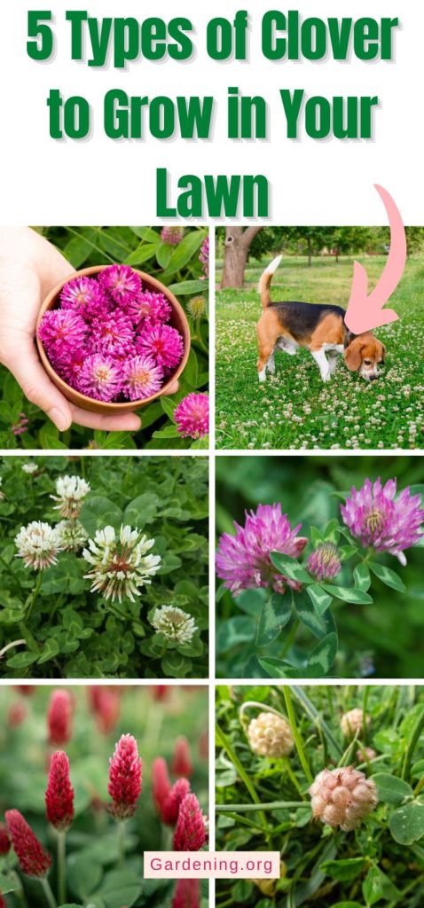 5 Types of Clover to Grow in Your Lawn pinterest image.