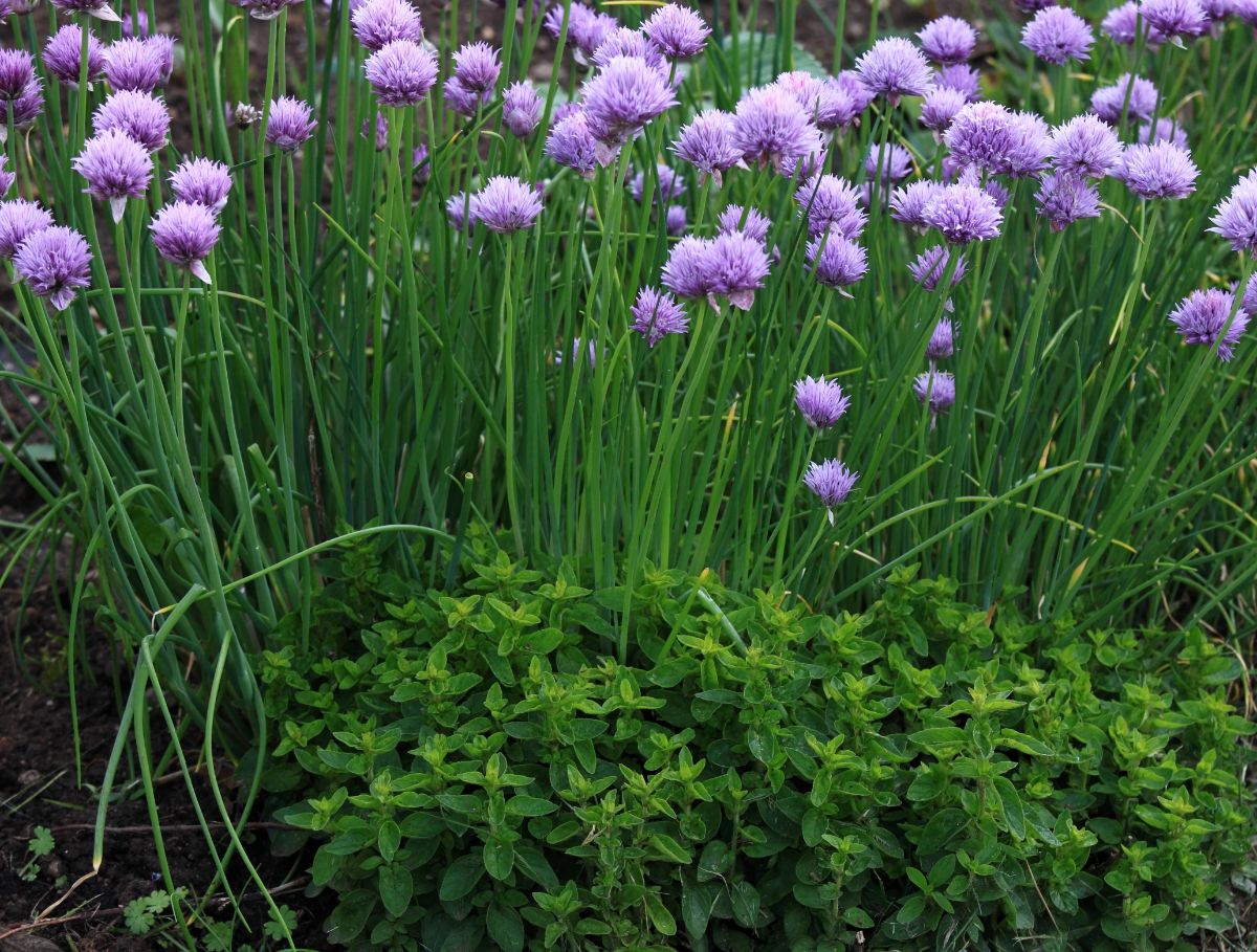 Mint and alliums planted together