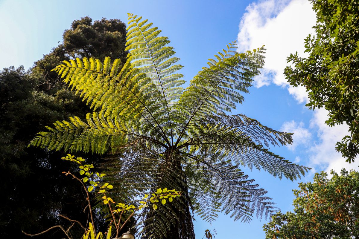 Australian tree fern