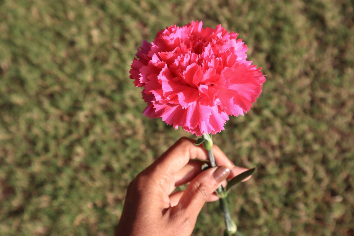 Pink carnation, never forget you