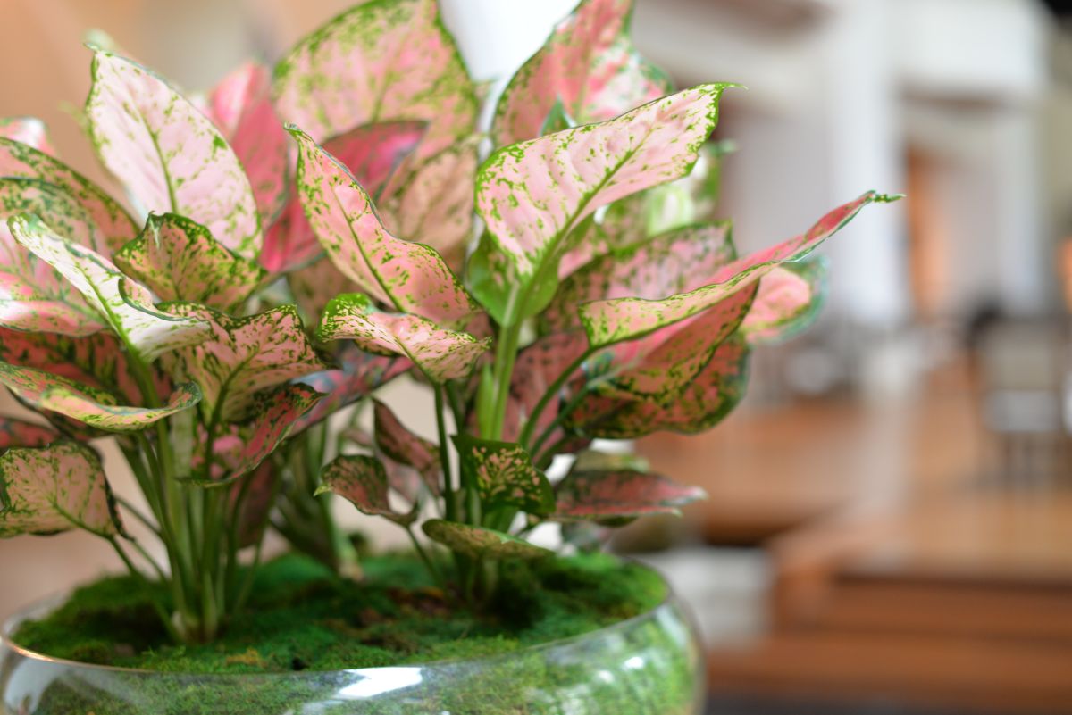 Pink Chinese evergreen plants