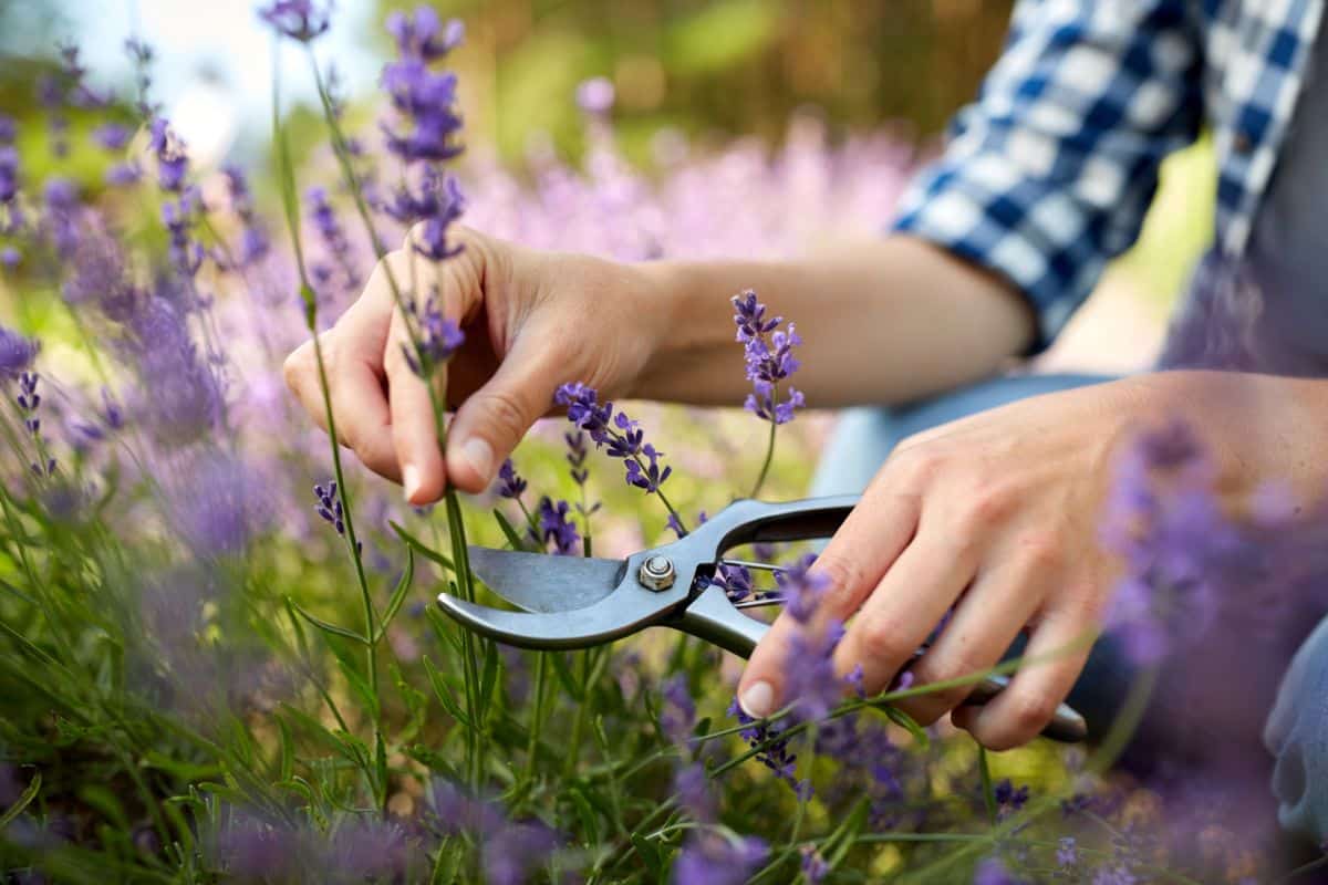 A gardener cuts lavender herbs from a permaculture garden