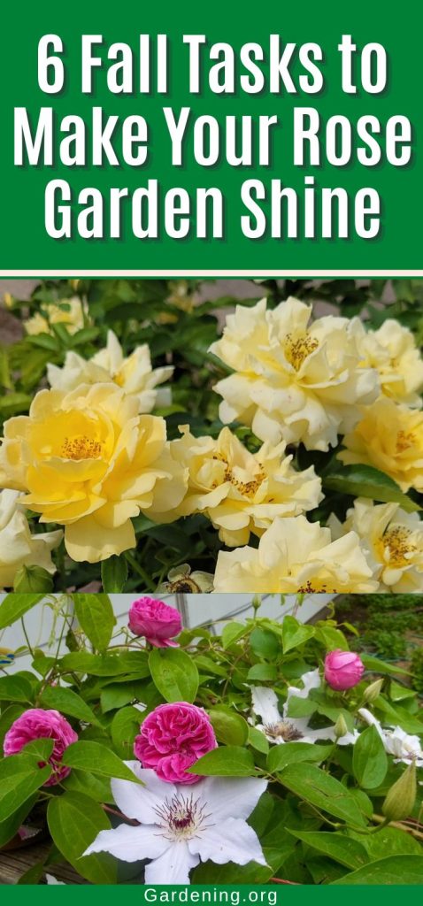 6 Fall Tasks to Make Your Rose Garden Shine pinterest image.