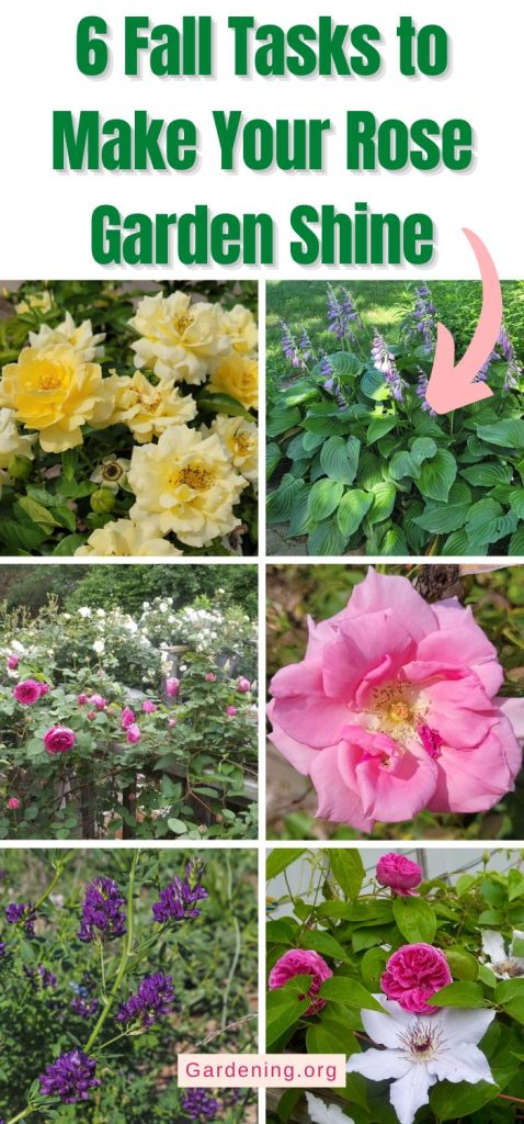 6 Fall Tasks to Make Your Rose Garden Shine pinterest image.
