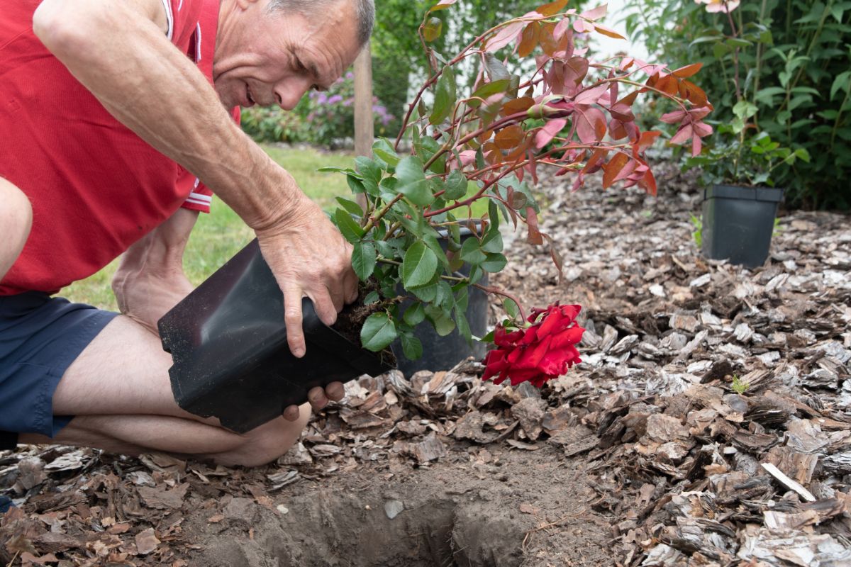 A person removes a rose from a pot by turning it on its side