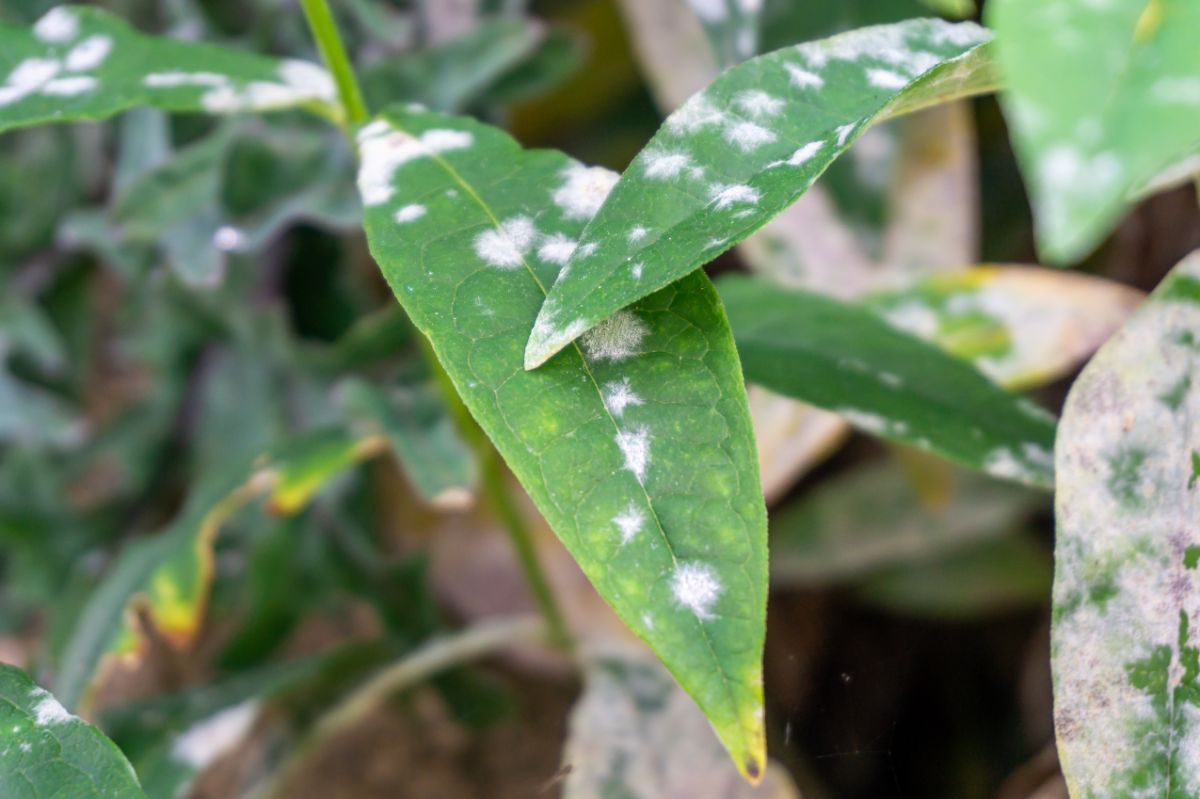 Powdery mildew on a fall plant