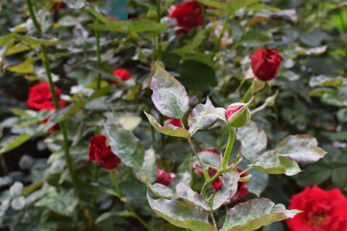 Roses with powdery mildew