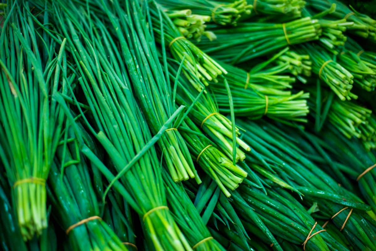 Green chive bundles