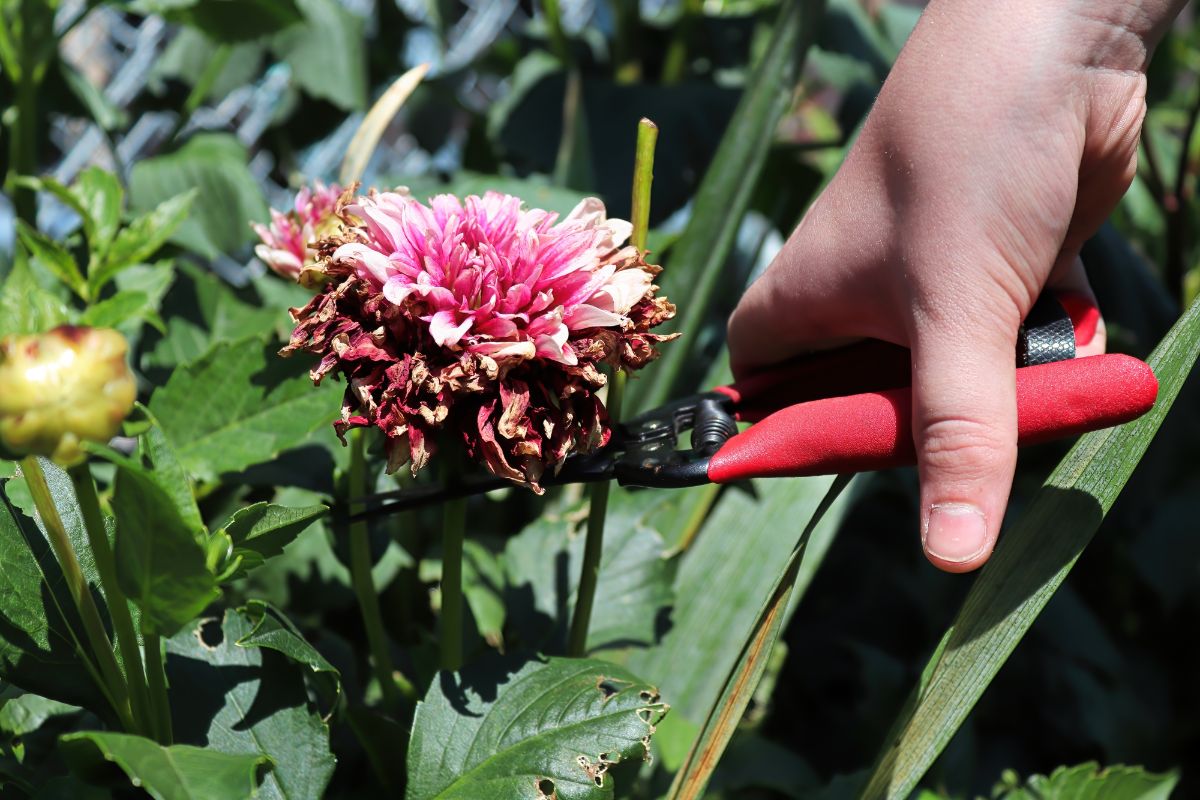 A gardener cutting a dead dahlia flower