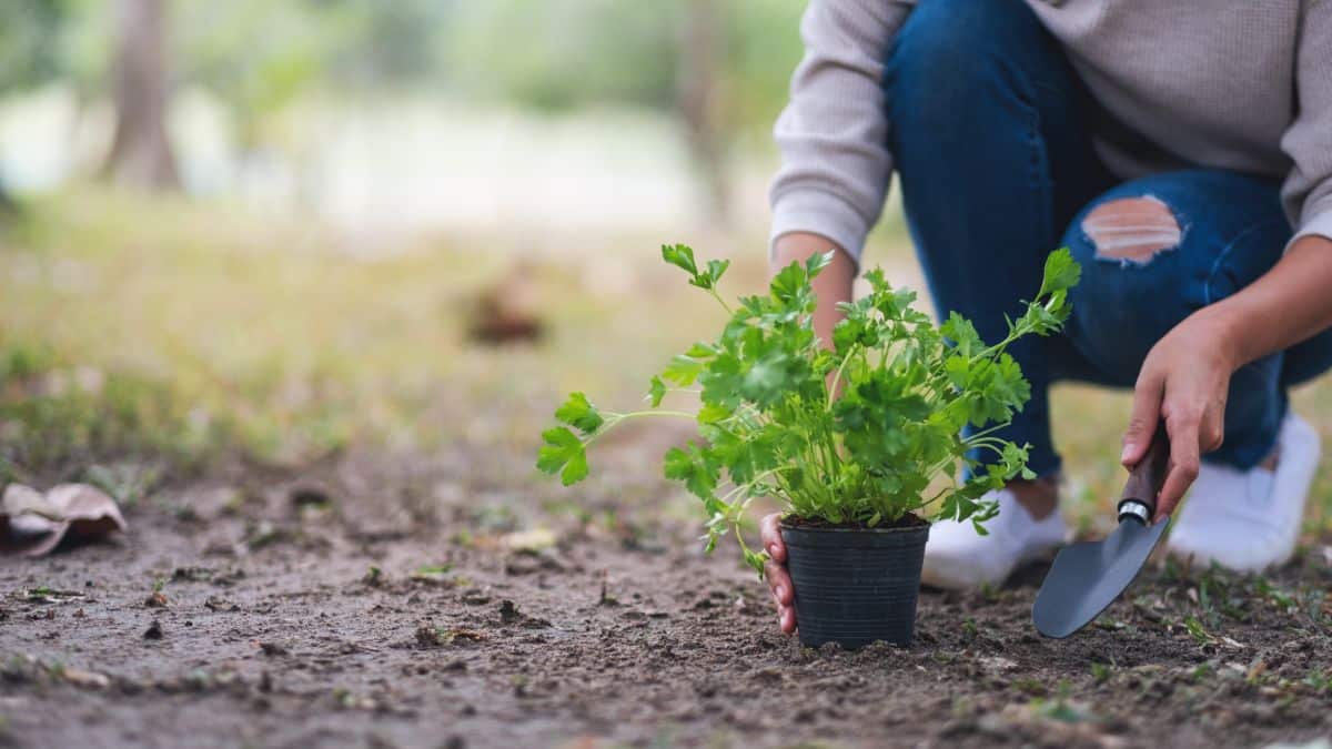 A woman digs in moist ground