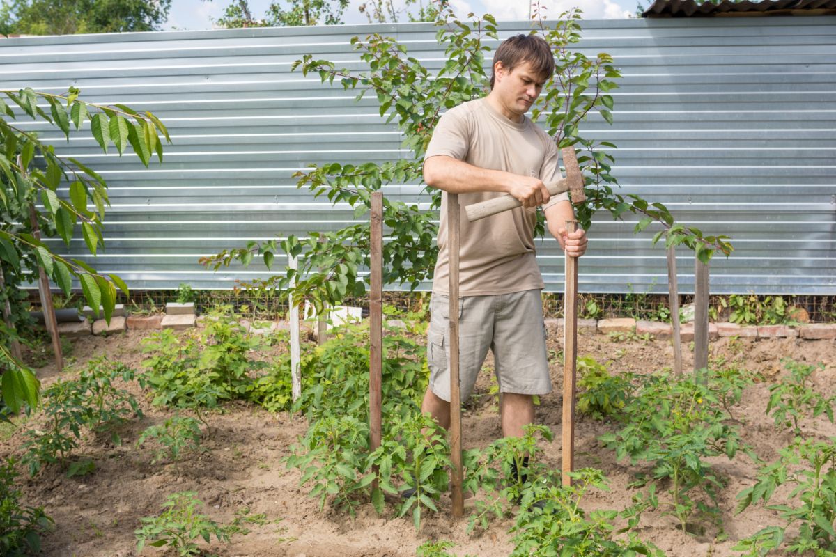 A man driving garden stakes in the ground