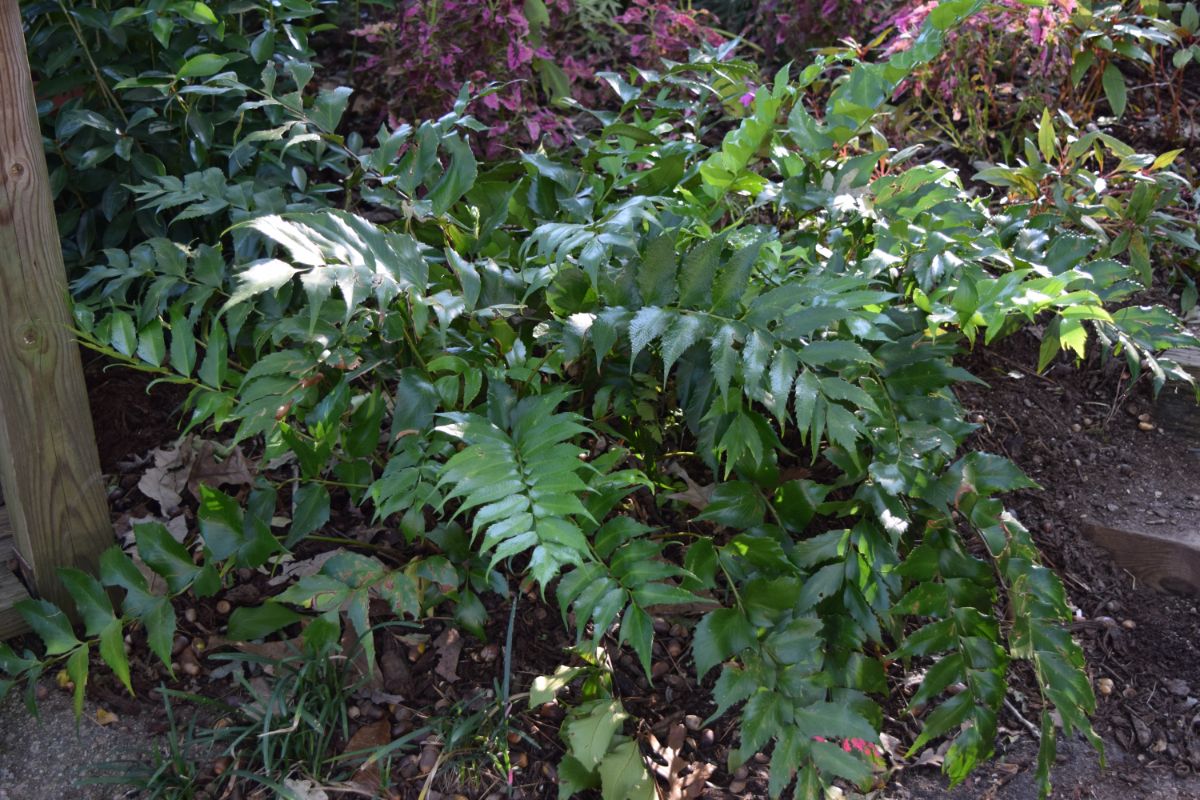 Holly fern growing in a perennial garden