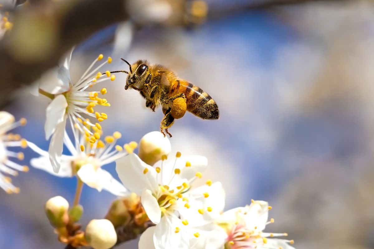 A honeybee collects pollen from a permaculture plant