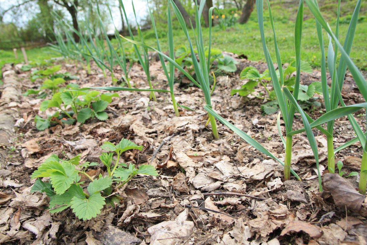 Leaf mulch in a strawberry patch