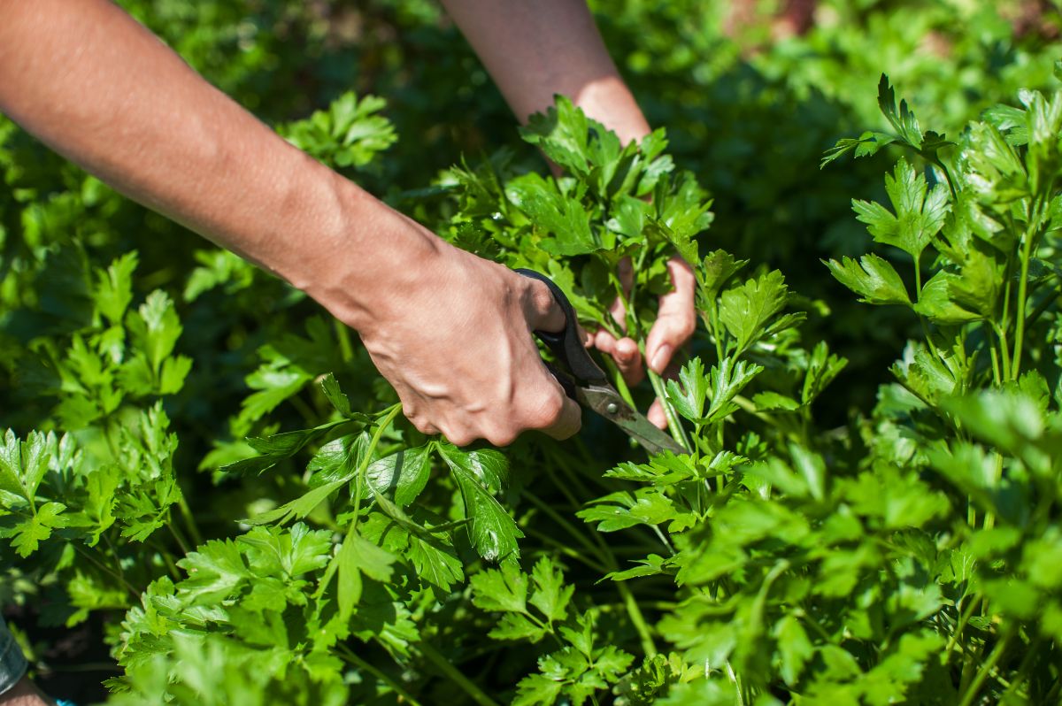 A person cutting parsley for drying