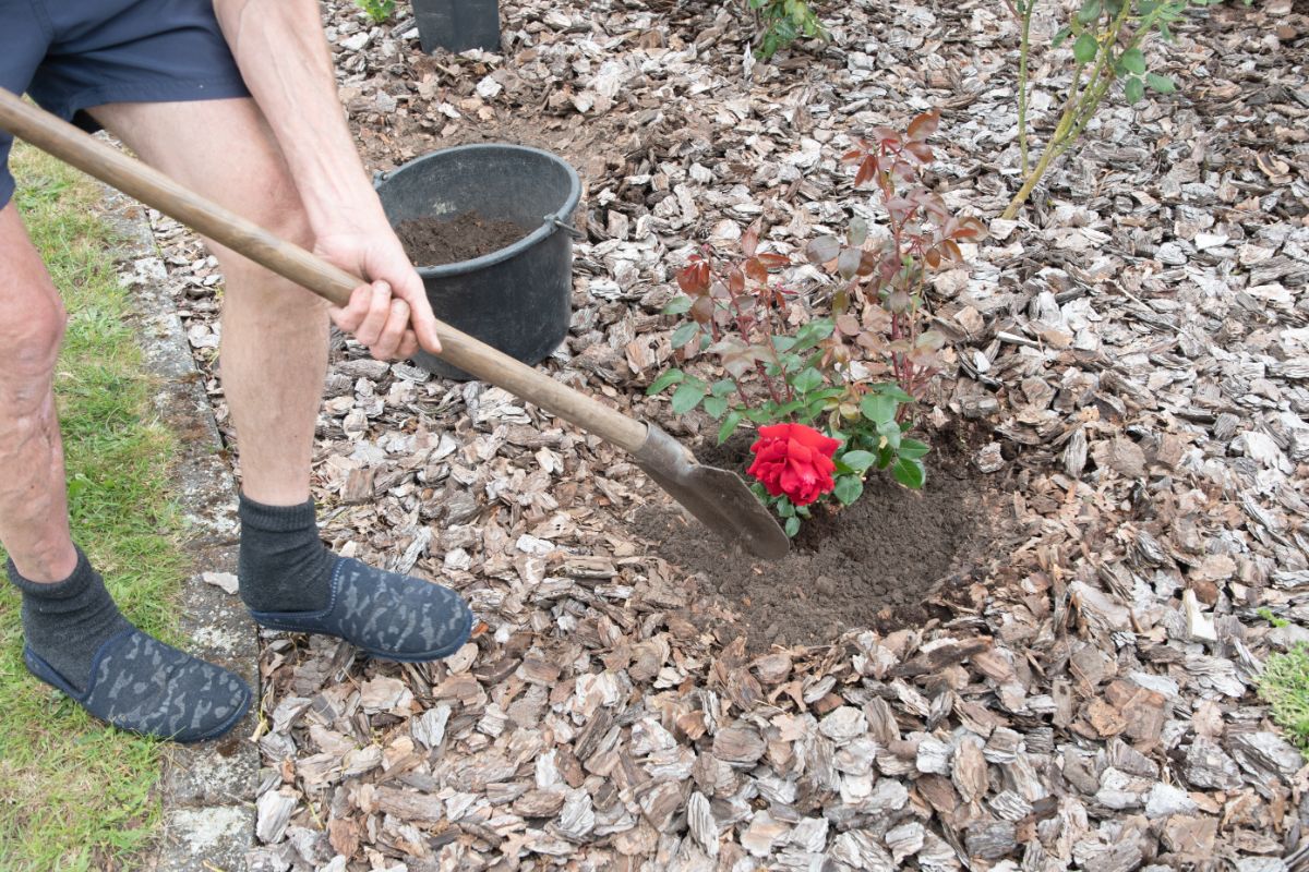 A man makes a saucer in the soil around a rose bush to catch water