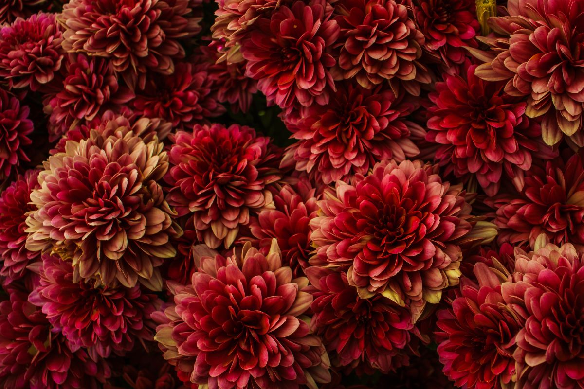 Red chrysanthemums, I love you