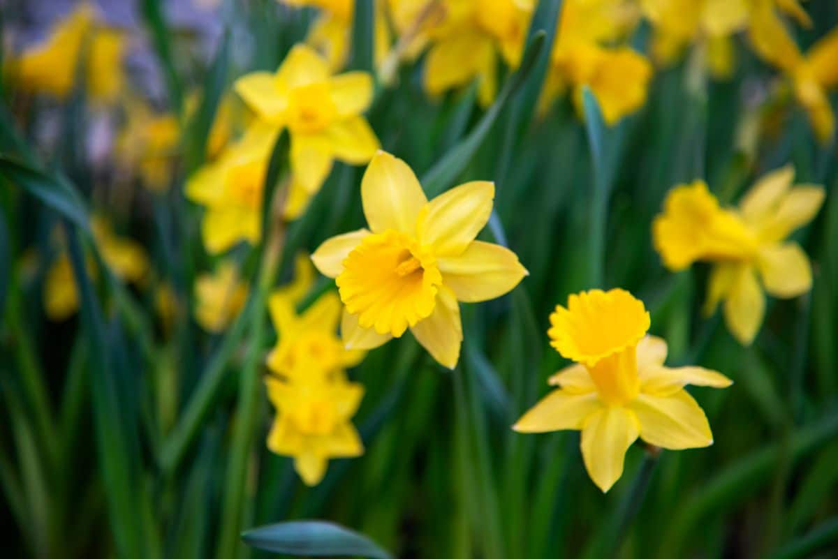Yellow flowering daffodils