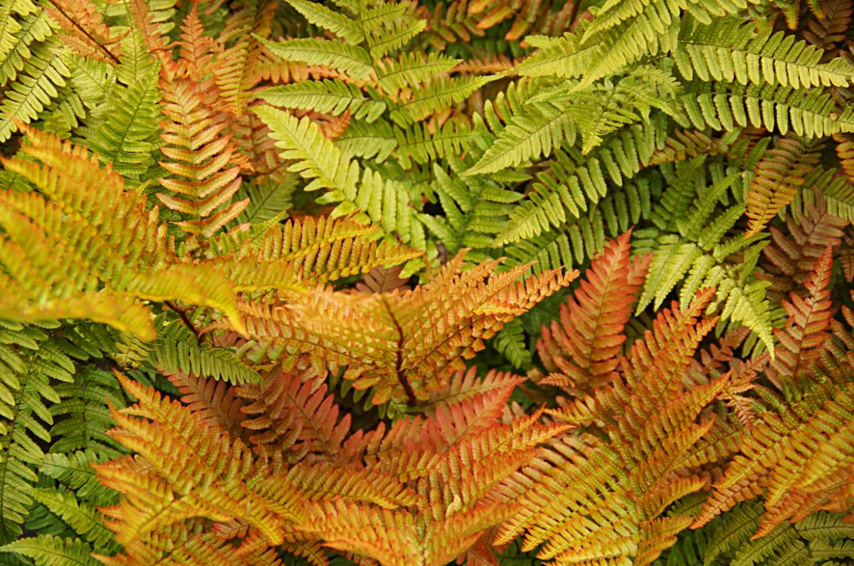 Orange yellow copper colored Autumn fern