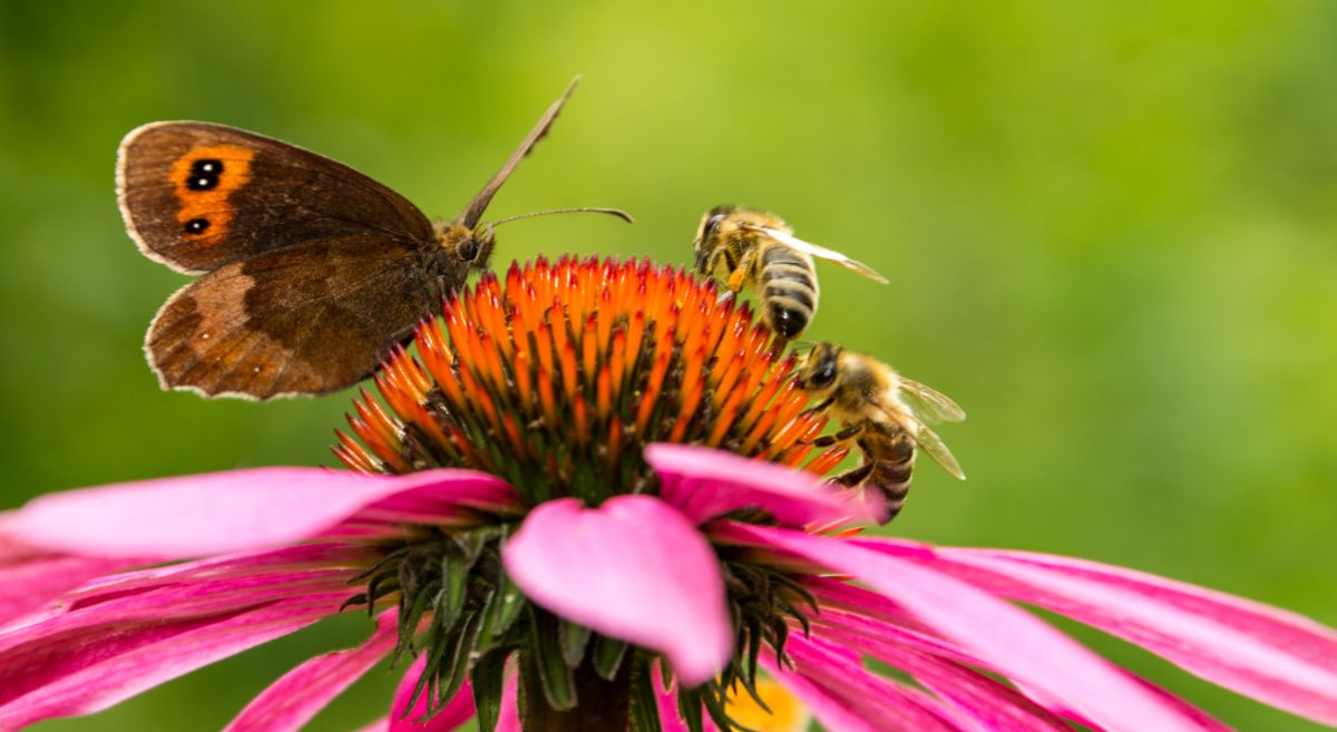 Honeybees and butterflies feeding together on a coneflower