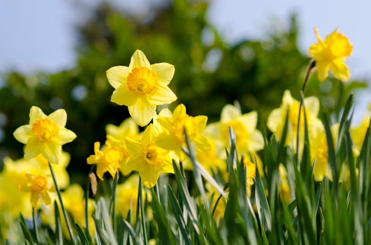Daffodils, boundless love