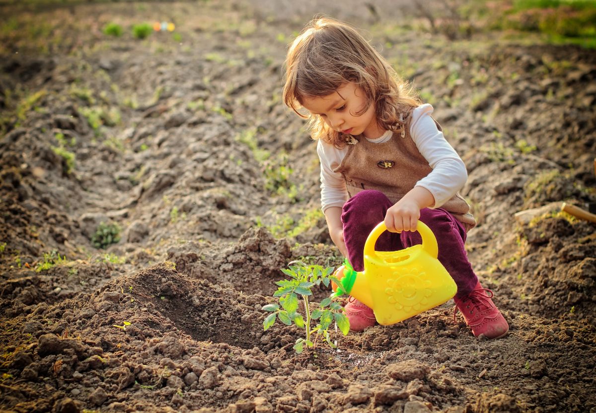 a young girl waters a tomato plant in a garden