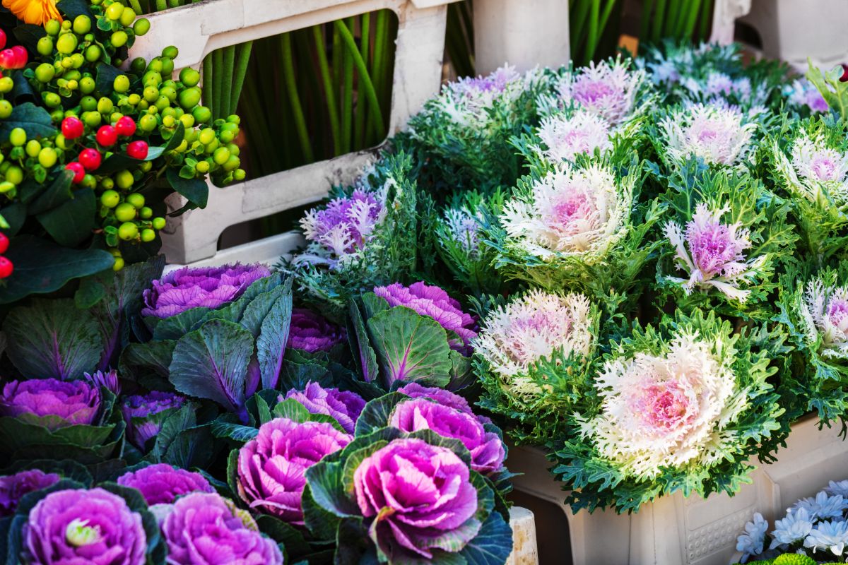 Ornamental kale and cabbage for container planting