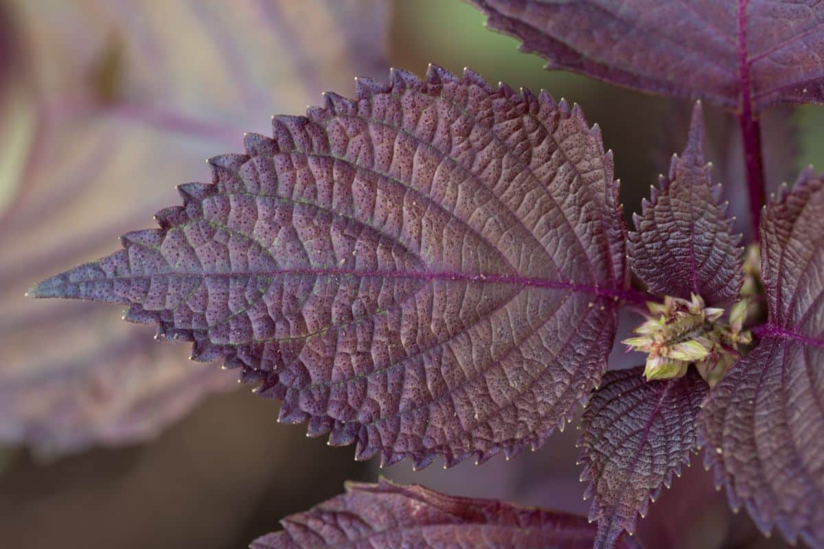 Purple shiso plant