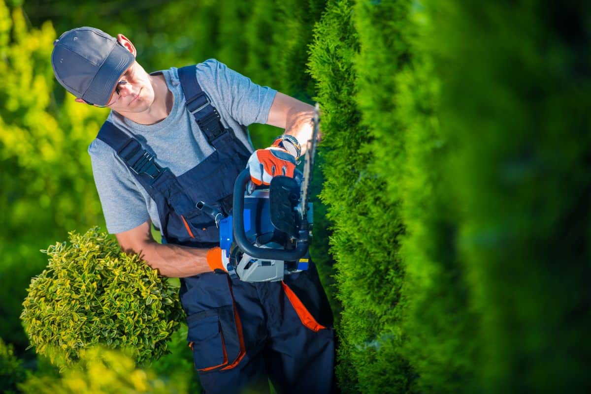 A gardener uses a hedge trimmer designed for the job