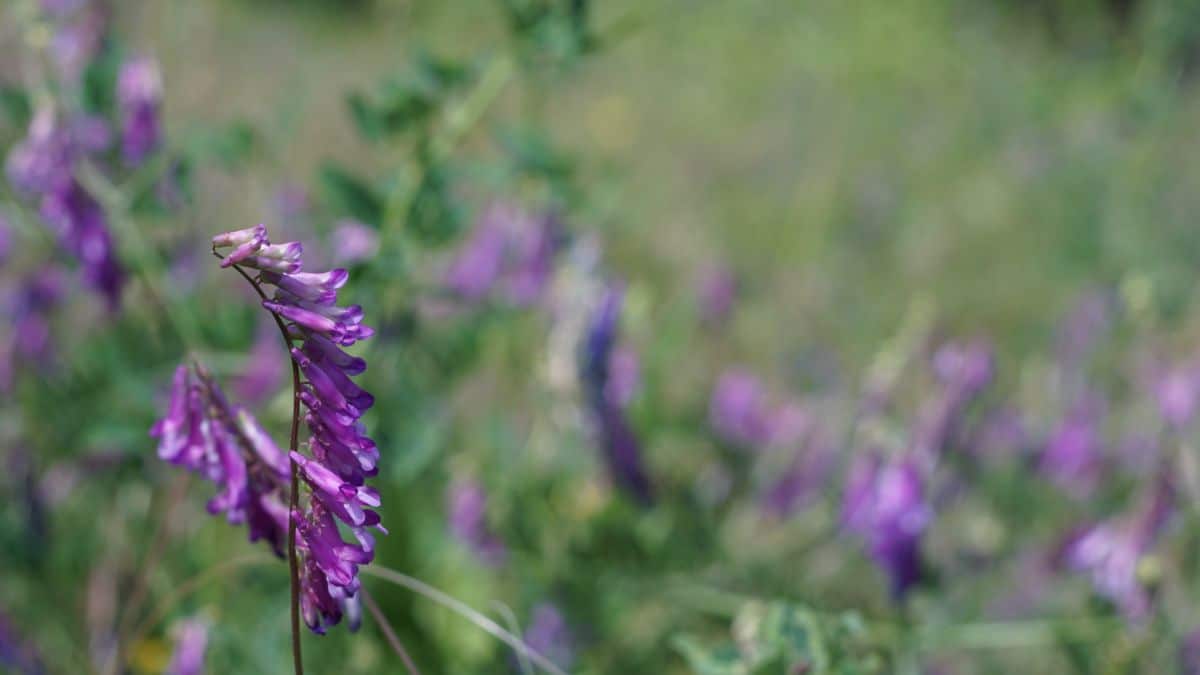 Purple flowering vetch, a legume cover crop