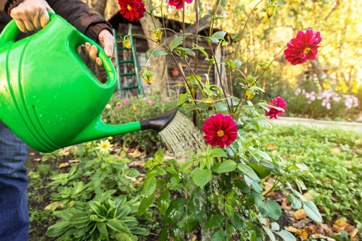 A gardener watering late fall dahlia blooms