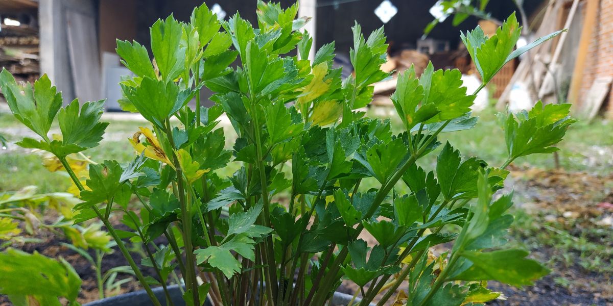 Cutting celery growing in a pot