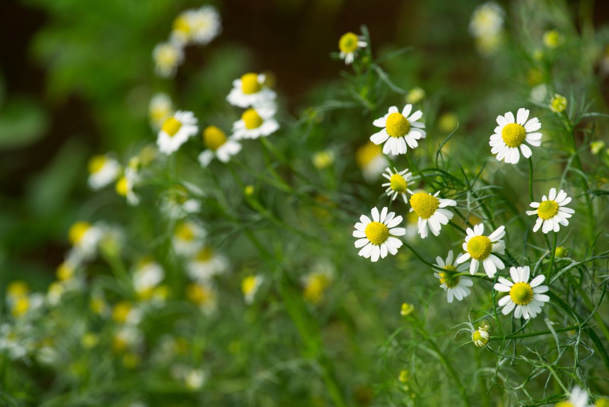 Small daisy-like chamomile flowers