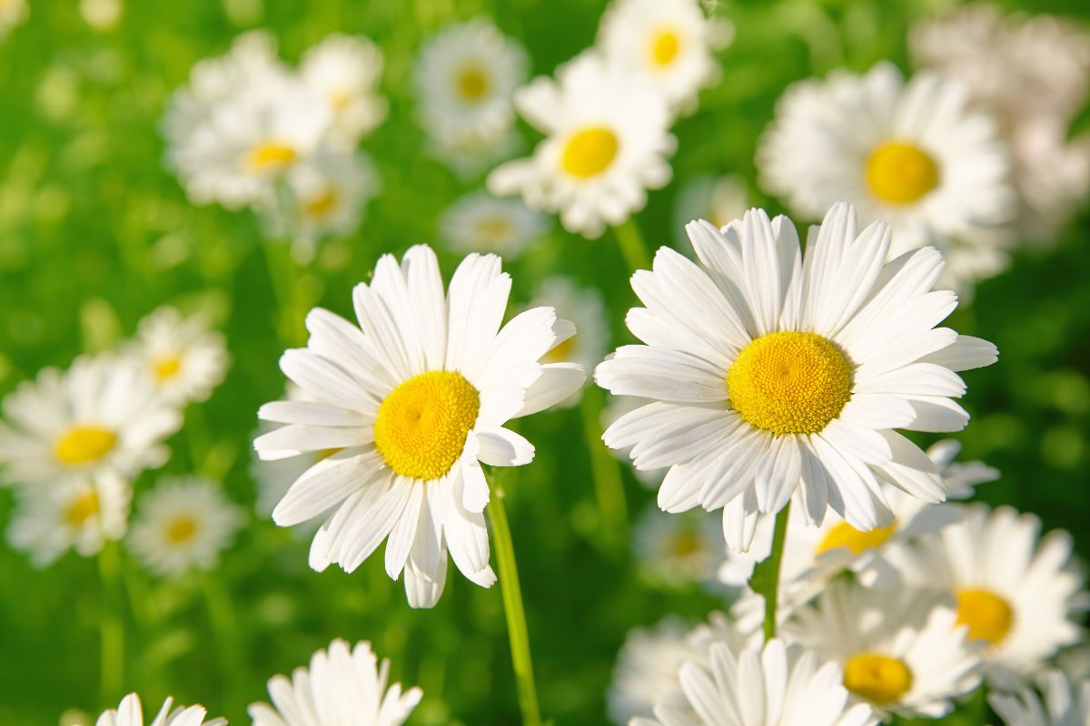 Daisies, innocent love, faithfulness, and secrets between partners