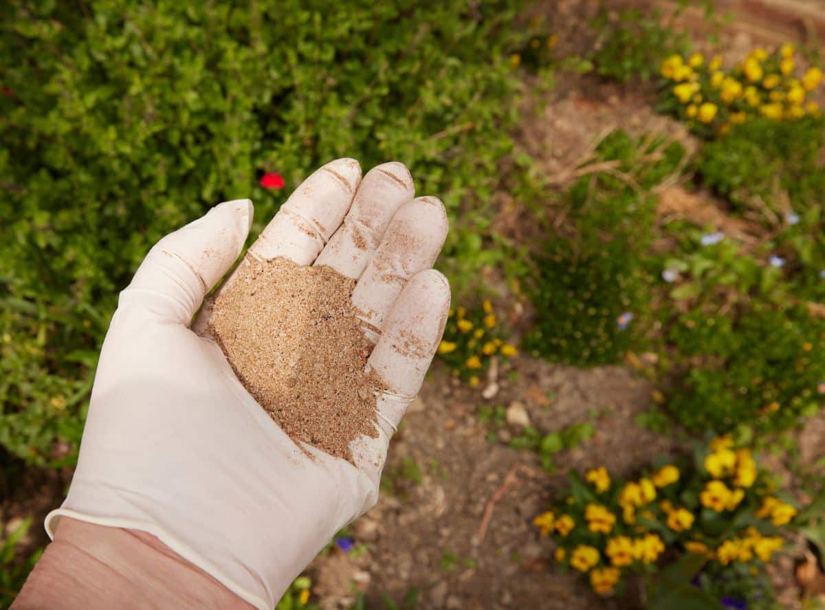 A gardener with bone meal in their hand