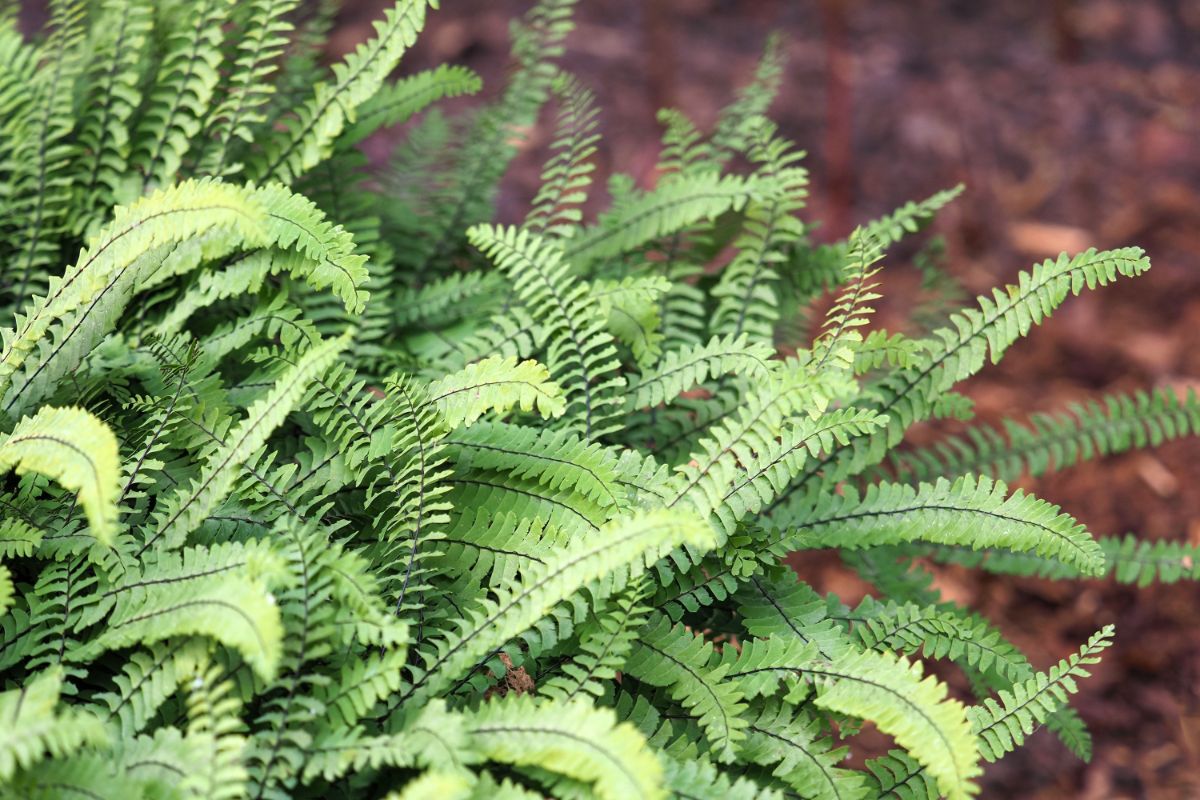 Thin fronds on a maidenhair fern